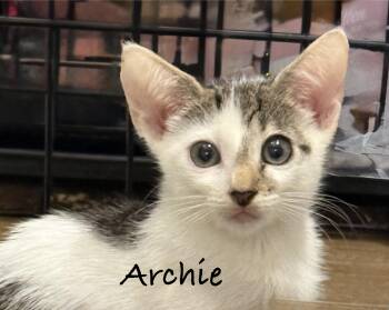 Archie -  Domestic Short Hair Cat for Adoption in Pawleys Island, South Carolina - Archie | PetCurious