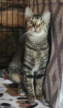 Rescue Domestic Short Hair Cats for Adoption in Cosby, Tennessee - Pixie Stick | PetCurious