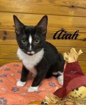 Rescue Tuxedo Cats for Adoption in Southern Pines, North Carolina - Aiah - Adorable Tuxedo Who Loves Attention And Cuddles | PetCurious