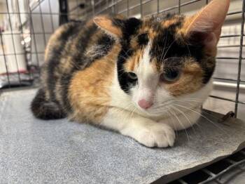 Domestic Short Hair Cats Available for Adoption in Grand Prairie, Texas - DAISY | PetCurious