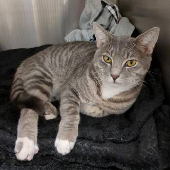 Domestic Short Hair Cats Available for Adoption in Long Beach, California - Thom | PetCurious