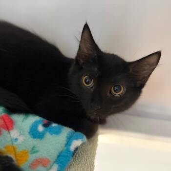 Sophia -  Domestic Short Hair Cat for Adoption in Sarasota, Florida - Sophia | PetCurious
