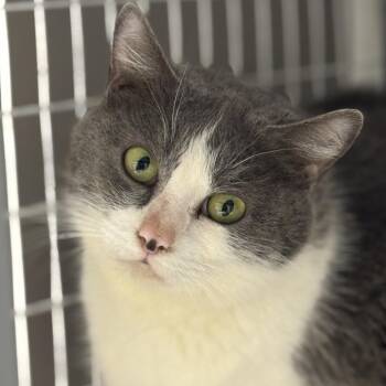 Domestic Short Hair Cats Available for Adoption - Paddy | PetCurious