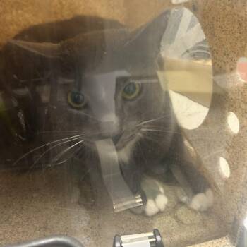 Domestic Short Hair Cats Available for Adoption in Philadelphia, Pennsylvania - Grayu | PetCurious