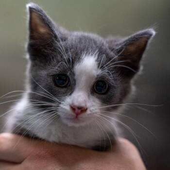 Poppie -  Domestic Short Hair Cat Available for Adoption in Gainesville, Georgia - Poppie | PetCurious