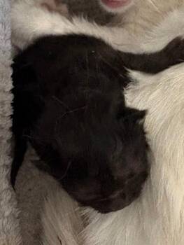 Jet -  Domestic Short Hair Cat for Adoption in Warren, Pennsylvania - Jet | PetCurious