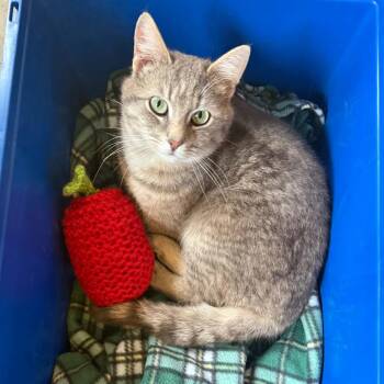 JAYSON -  Domestic Short Hair Cat for Adoption in Delhi, Ontario - JAYSON | PetCurious