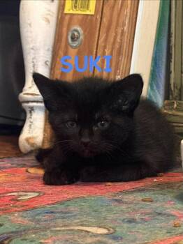 Suki -  Domestic Short Hair Cat Available for Adoption in Lincoln, Nebraska - Suki | PetCurious
