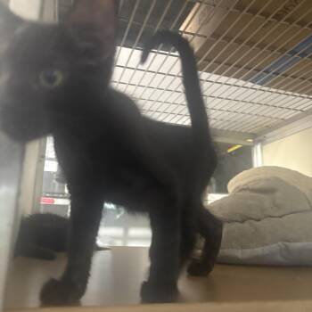 Stanley -  Domestic Short Hair Cat for Adoption in Lehigh Acres, Florida - Stanley | PetCurious