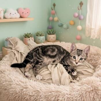 Flint -  Domestic Short Hair Cat for Adoption in Fort Lauderdale, Florida - Flint | PetCurious