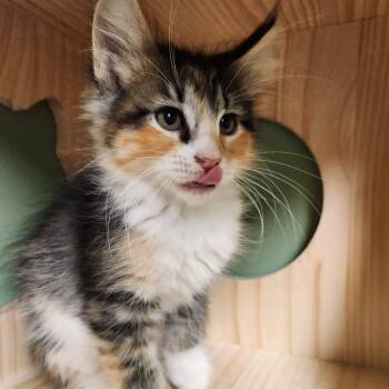 Sandy Cheeks -  Domestic Long Hair Cat for Adoption in Liberty, Missouri - Sandy Cheeks | PetCurious