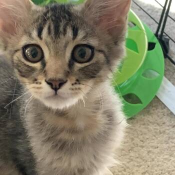 Diego -  Domestic Short Hair Cat for Adoption in Temecula, California - Diego | PetCurious