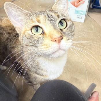 Rescue American Shorthair Cats for Adoption in Philadelphia, Pennsylvania - Tuesday | PetCurious