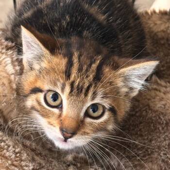 Eleanor -  Domestic Short Hair Cat for Adoption in Cathlamet, Washington - Eleanor | PetCurious