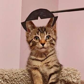 Buttercup -  Domestic Short Hair Cat for Adoption in Hudsonville, Michigan - Buttercup | PetCurious