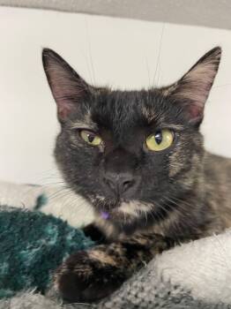 Rescue Tortoiseshell Cats for Adoption in Peru, Indiana - Journey | PetCurious