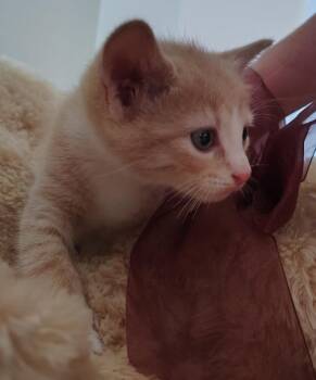 Simba -  Domestic Short Hair Cat for Adoption in Meriden, Connecticut - Simba | PetCurious