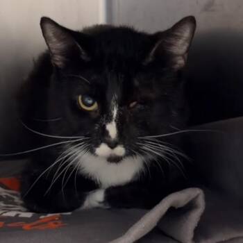 Chulo -  Domestic Short Hair Cat for Adoption in Chicago, Illinois - Chulo | PetCurious