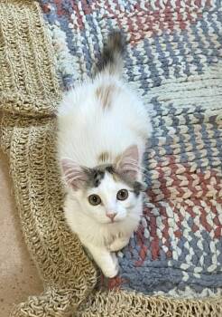 Blinky -  Domestic Medium Hair Cat for Adoption in Tucson, Arizona - Blinky | PetCurious