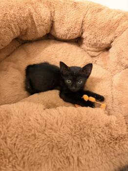 Spicy Chicken Nugget (Available for pre-adoption) -  Domestic Short Hair Cat for Adoption in Camden, South Carolina - Spicy Chicken Nugget (Available For Pre-adoption) | PetCurious