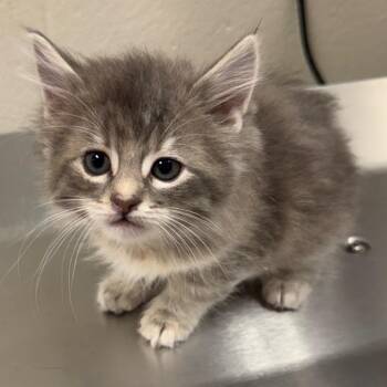 Ducky -  Domestic Long Hair Cat for Adoption in Council Bluffs, Iowa - Ducky | PetCurious