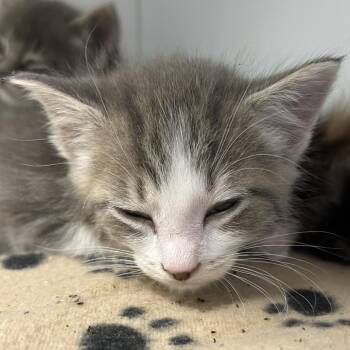 Arlo -  Domestic Short Hair Cat for Adoption in Keizer, Oregon - Arlo | PetCurious