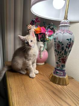 Tipo -  Domestic Short Hair Cat for Adoption in Aurora, Colorado - Tipo | PetCurious