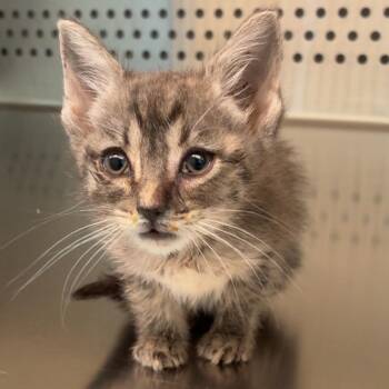 Squirrel -  Domestic Short Hair Cat for Adoption in Norman, Oklahoma - Squirrel | PetCurious