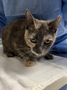 GALAXY -  Domestic Short Hair Cat for Adoption in San Antonio, Texas - GALAXY | PetCurious