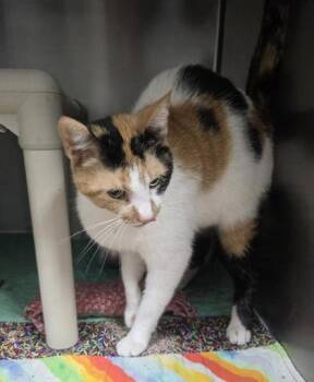 Domestic Short Hair Cats Available for Adoption in Sullivan, Indiana - Penny Lane | PetCurious