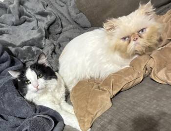 Persian Cats Available for Adoption in Tampa, Florida - Mr. Miyagi & Poe | PetCurious