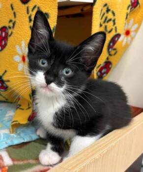 Guapo -  Domestic Short Hair Cat for Adoption in Kansas City, Missouri - Guapo | PetCurious