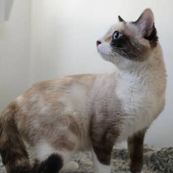 Rescue Domestic Short Hair Cats for Adoption in Sandy, Utah - Cassandra | PetCurious