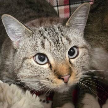 Rescue Domestic Short Hair Cats for Adoption in Nampa, Idaho - Alba | PetCurious