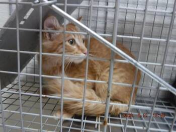 ZAYNE -  Domestic Medium Hair Cat for Adoption in Oroville, California - ZAYNE | PetCurious