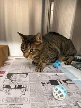 Domestic Short Hair Cats Available for Adoption in Baytown, Texas - SCAR | PetCurious