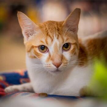 Oki (a little shy) -  Domestic Short Hair Cat for Adoption in Hanson, Massachusetts - Oki (a Little Shy) | PetCurious