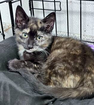 Froggie -  Domestic Short Hair Cat for Adoption in Youngstown, Ohio - Froggie | PetCurious