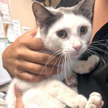 Catherine -  Domestic Short Hair Cat for Adoption in Austin, Texas - Catherine | PetCurious