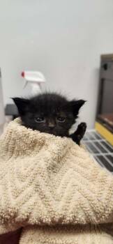 Domestic Short Hair Cats Available for Adoption in Republic, Missouri - Peni | PetCurious