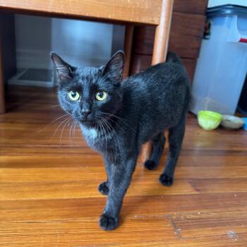 Bandit -  Domestic Short Hair Cat for Adoption in Gibsonia, Pennsylvania - Bandit | PetCurious