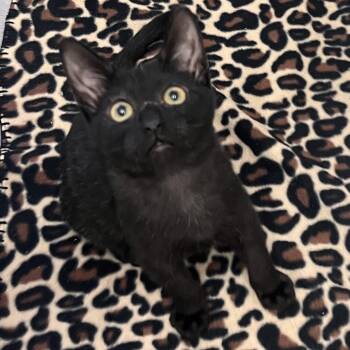 Domestic Short Hair Cats Available for Adoption in Morrison, Colorado - Peter Somers | PetCurious