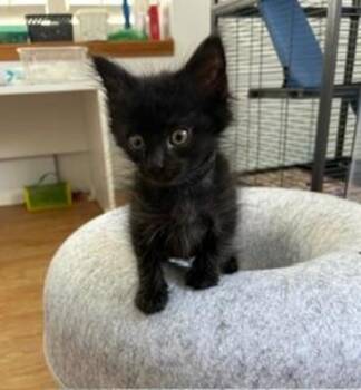 PUMA -  Domestic Short Hair Cat for Adoption in Camarillo, California - PUMA | PetCurious