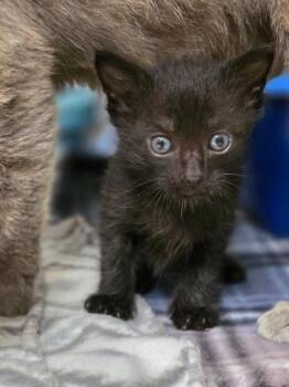 Arnold -  Domestic Short Hair Cat for Adoption in Carthage, Missouri - Arnold | PetCurious