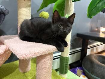 Jameson -  Domestic Short Hair Cat Available for Adoption in North Babylon, New York - Jameson | PetCurious