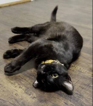 Sheldon -  Domestic Short Hair Cat for Adoption in Houston, Texas - Sheldon | PetCurious