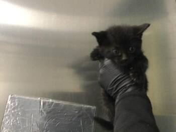 A1910231 -  Domestic Short Hair Cat for Adoption in Thousand Palms, California - A1910231 | PetCurious