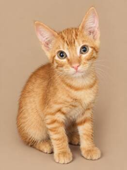 Cheddar -  Domestic Short Hair Cat for Adoption in Cleveland, Texas - Cheddar | PetCurious
