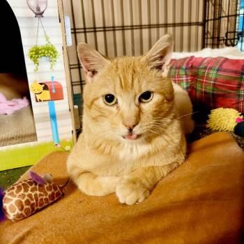 Rescue Domestic Short Hair Cats for Adoption in Pocono Summit, Pennsylvania - Frankie | PetCurious