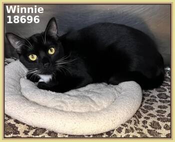 Domestic Short Hair Cats Available for Adoption in Marietta, Georgia - WINNIE | PetCurious